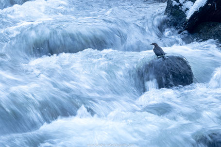 Nordische Wasseramsel (Cinclus cinclus ssp. cinclus)