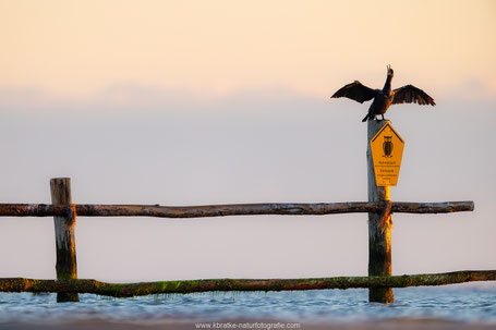 Der Grenzposten (Kormoran)