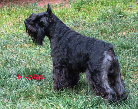 schnauzer mini negro Nikolas