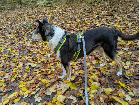 Blade steht im Herbstlaub und trägt sein neues Outfit. Die Gurte von Geschirr, Halsband und Leine sind grau, das Polster jeweils leuchtend neongelb.