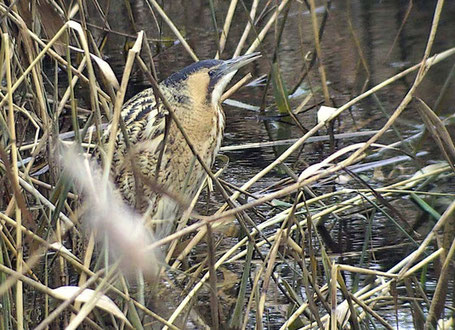 Foto: Rohrdommel, Jörg Möller