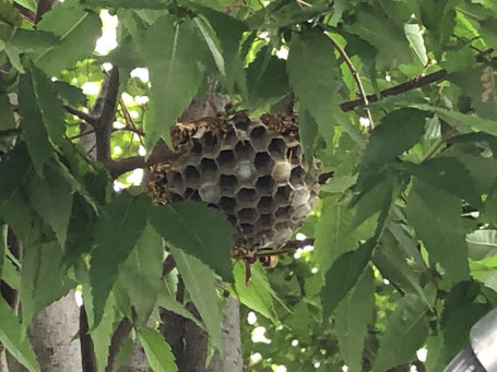 木も中の蜂の巣