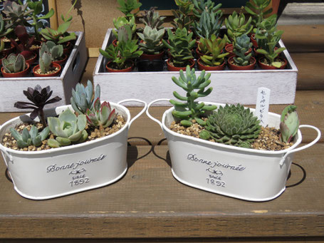 多肉植物寄せ植えワークショップ作品