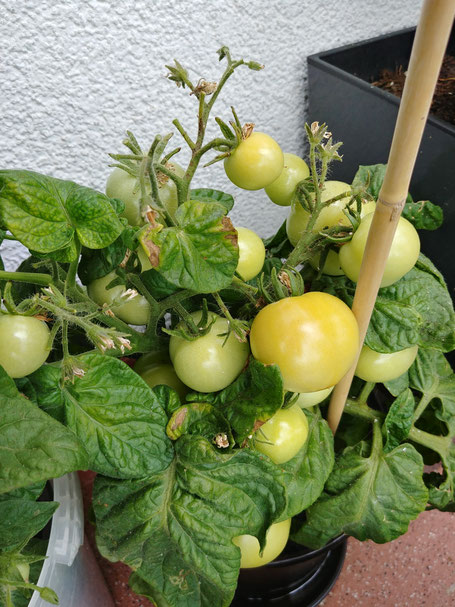 Kleinwüchsige Tomatensorten wie die "Balkontomaten" brauchen echt wenig Platz