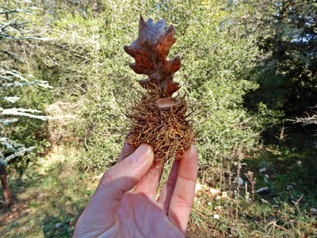 Una galla con ghianda e foglia di roverella
