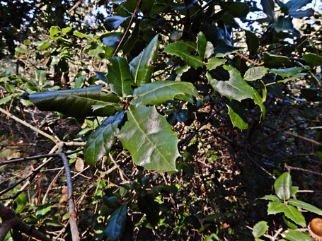 Quercia spinosa