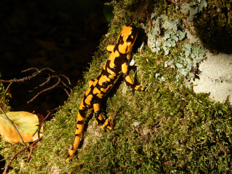 Salamandra pezzata