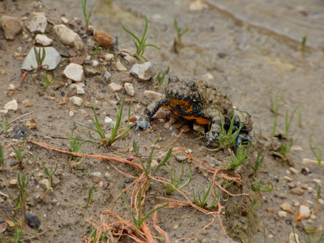 Ululone appenninico
