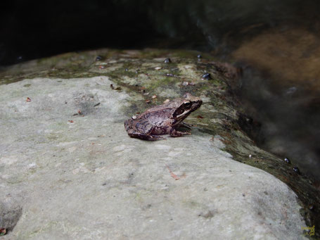 Rana appenninica