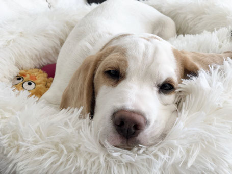 Beagle | hundkatzeschmaus.ch