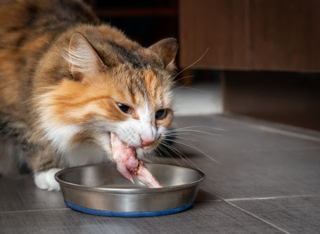 Rohfütterung Katze | hundkatzeschmaus.ch