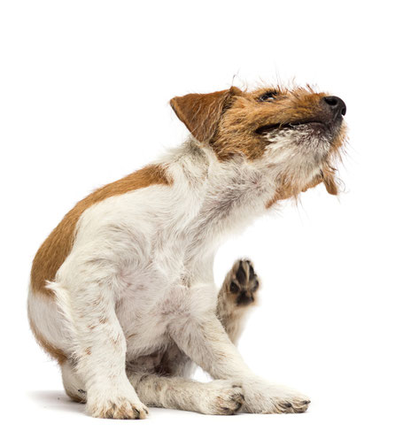 Allergie beim Hund | hundkatzeschmaus.ch