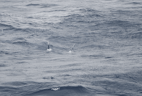 Let’s hope they stay together during their long journey through the Atlantic!