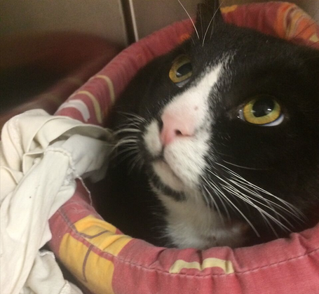 jolie chatte de l’adolescence