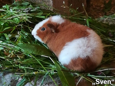 Das Us Teddy Meerschweinchen Penne Schweinchen