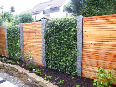 Schnellwachsende Hecke - Efeuhecke Deutschland - Utting - Pflanzfertige