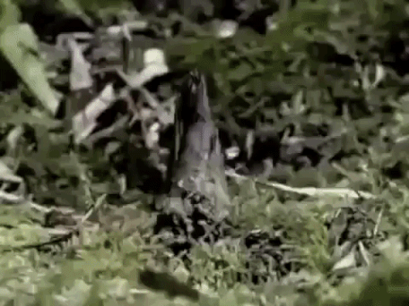 Bamboo Timelapse Gif
