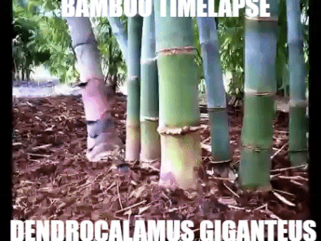 Bamboo Timelapse Gif