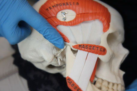 schedel met masseter en temporalis, kaakfysiotherapie