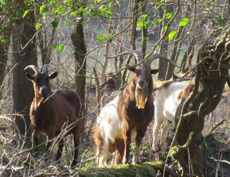 tous les gouts sont dans la nature, certains aiment les chèvres ...