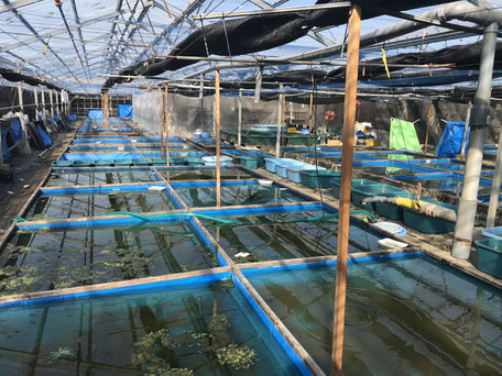 めだか販売ー埼玉県最大級の養魚場 あさじめだか あさじめだか オンラインショップ 埼玉県本庄市 めだか販売ー埼玉県最大級の養魚場 あさじめだか あさじめだか オンラインショップ 埼玉県本庄市