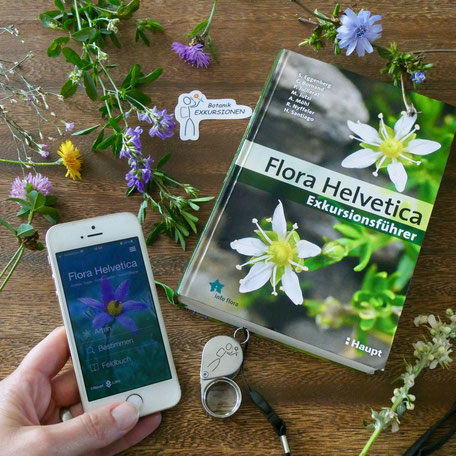 Pflanzen bestimmen, Flora Helvetica App, Bestimmungskurs, Bestimmungsschlüssel