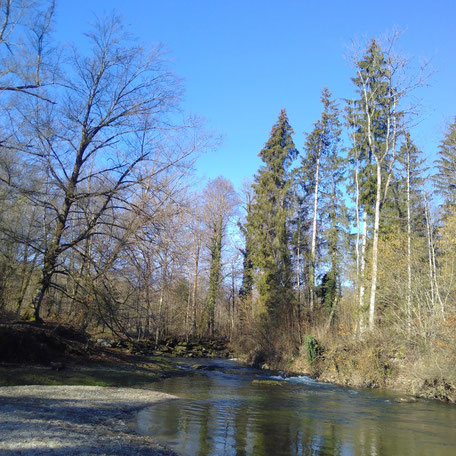 Flora Jona, Landschaft, Fluss, Wald, Pflanzen, Bäume