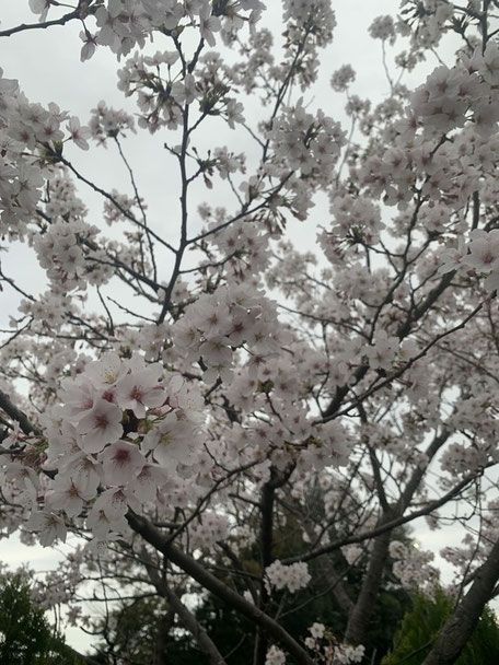 ホテル久喜の駐車場に咲く桜