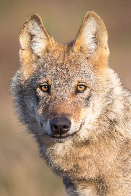 Wolf (Foto: Jürgen Boris)