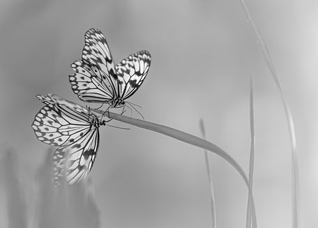 Sandra Gygax Fotografie & Kunst