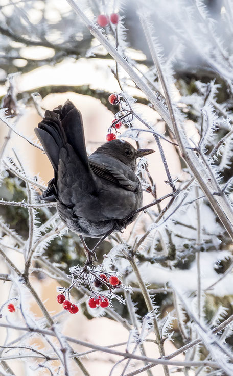 Amsel, Sandra Gygax Tier Fotografie