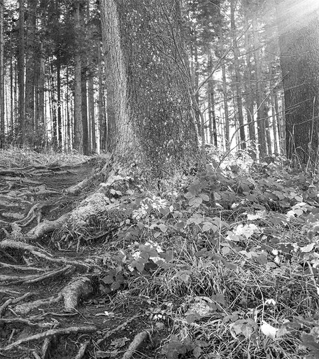 Hochmoor b. Rothenturm, Sandra Gygax Fotografie & Kunst