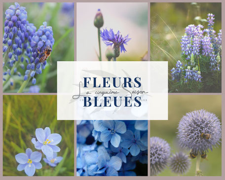 Visuel de fleurs bleues : hortensia, chardon, muscari, crocus, echinops par La cinquieme saison.