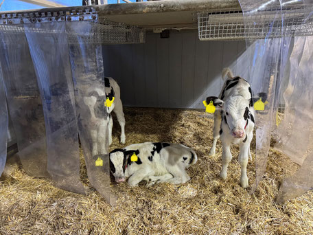 Unsere Kälber nehmen den neuen Unterschlupf mit Wärmeplatten gerne an. Foto: Laura Wieczorreck
