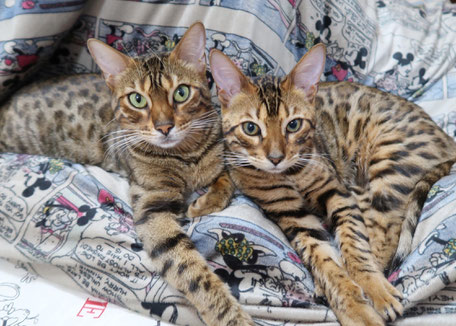 ベンガル猫ブリーダー_親猫情報