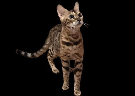 ベンガル猫ブリーダー 母猫 ローラ