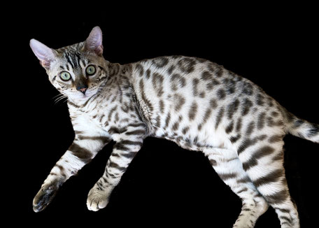 ベンガル猫ブリーダー 父猫 ソルト