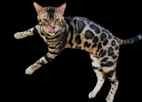 ベンガル猫ブリーダー 父猫 キング