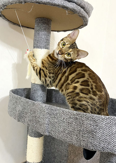 ベンガル猫ブリーダー 母猫 シュガー