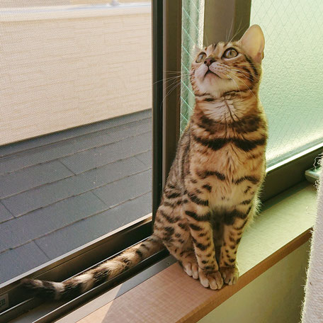 ベンガル猫ブリーダー ご見学・仔猫のご予約