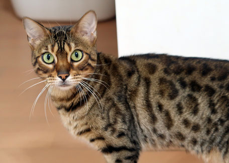 ベンガル猫ブリーダー 母猫 ベル