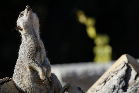 Erdmännchen, Zoo Gossau