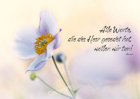 Herbstanemone, Christliche Kunstkarte