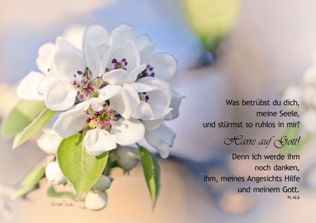 Wilde Birnenblüte, Christliche Kunstkarte