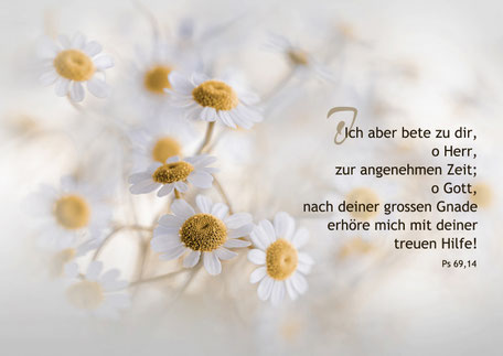 Kamillenblüten, Christliche Karten, Fotografie Mirjam Dentler