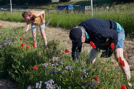 chantier entretien haie printemps