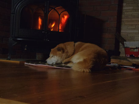 暖かさは気持ちいい。愛犬もうたた寝