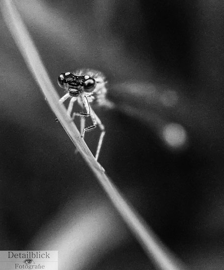 Makrofotografie einer Libelle am Grashalm