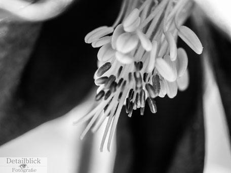 Makrofotografie eines Blütenkelchs