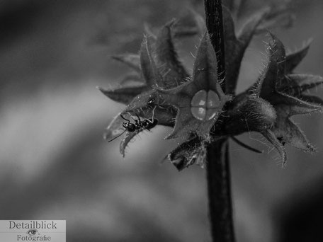 Pflanze mit Ameise